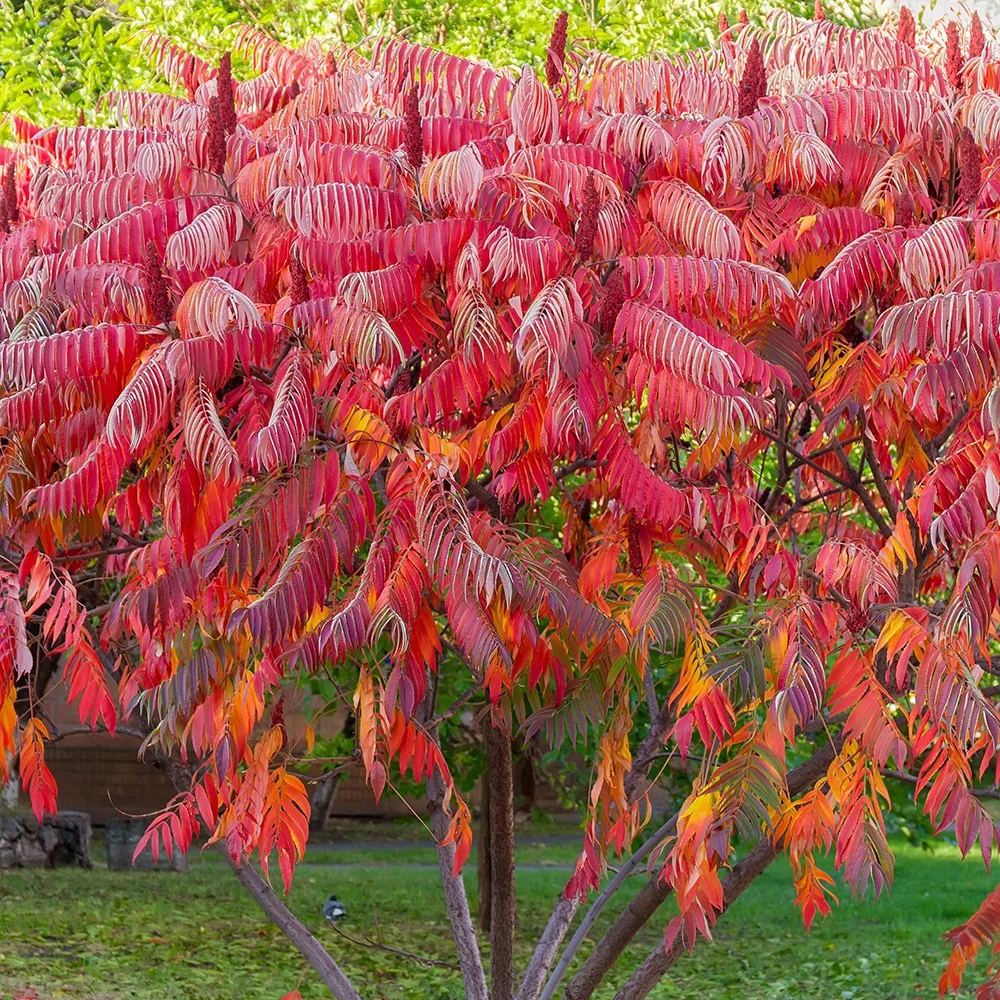Sumac de Virginie Rhus typhina