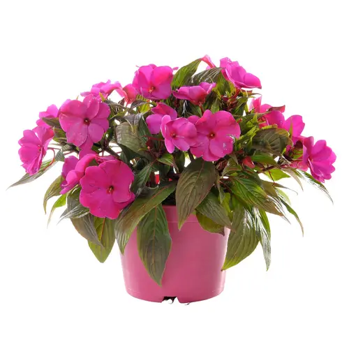 Impatiens de Nouvelle-Guinée fleurs doubles Fleurs de France - en pot de Ø 14 cm