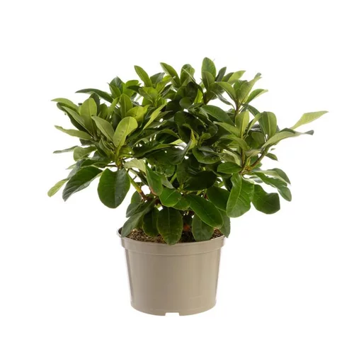 Rhododendron furnivals daughter rose en pot de 7,5 L