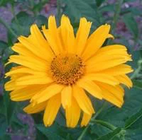Helianthus - Le pot de 1 litre