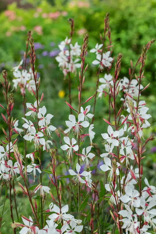 Gaura - Le pot de 2 litres