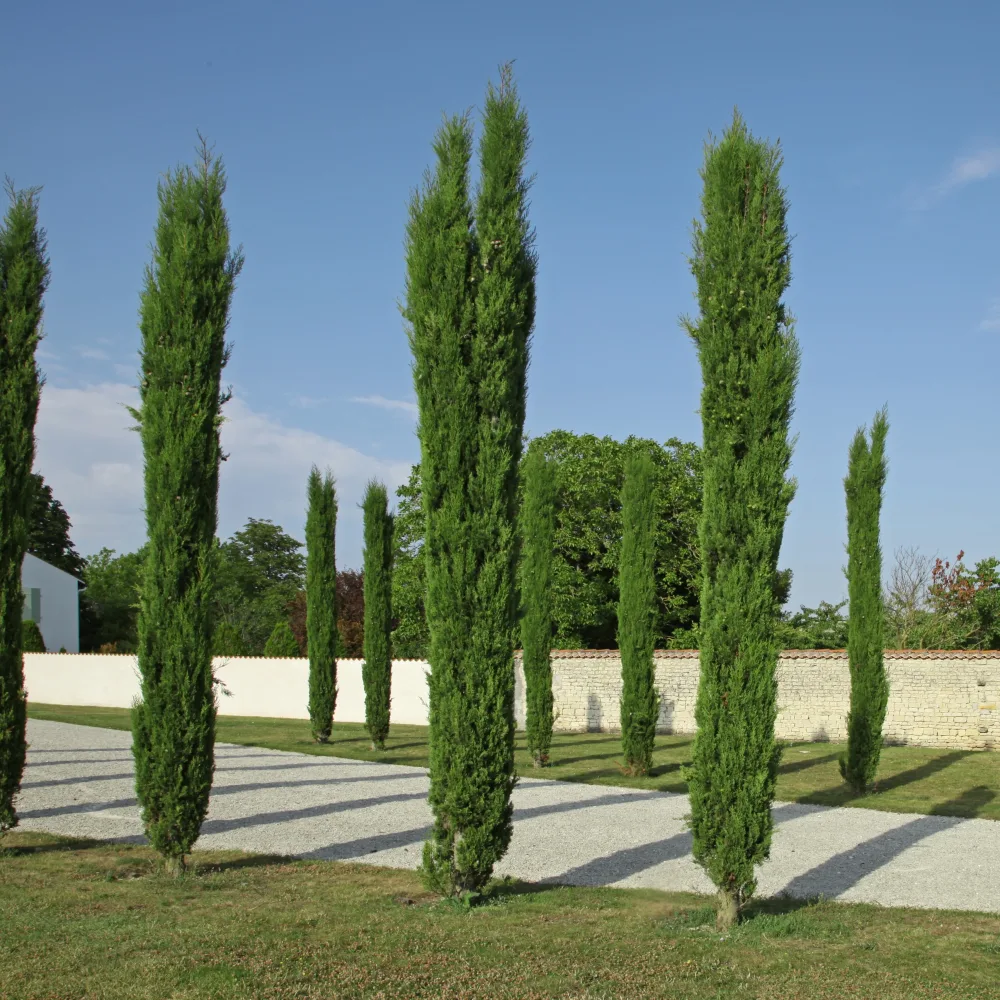 Cyprès Totem Cupressus sempervirens Totem