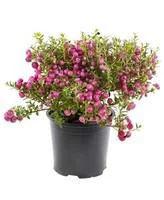 Pernettya rose. Le pot de 1 litre