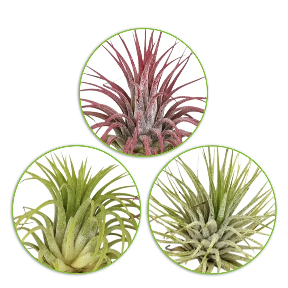 3 Tillandsias en mélange Tillandsia