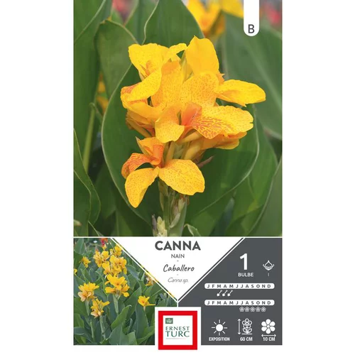 Canna demi nain Caballero jaune moucheté Ernest Turc - 1 bulbe