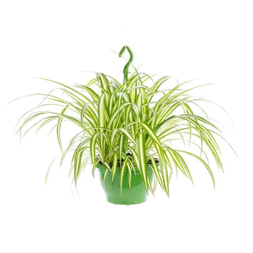 Chlorophytum suspension Ø18xH40 cm