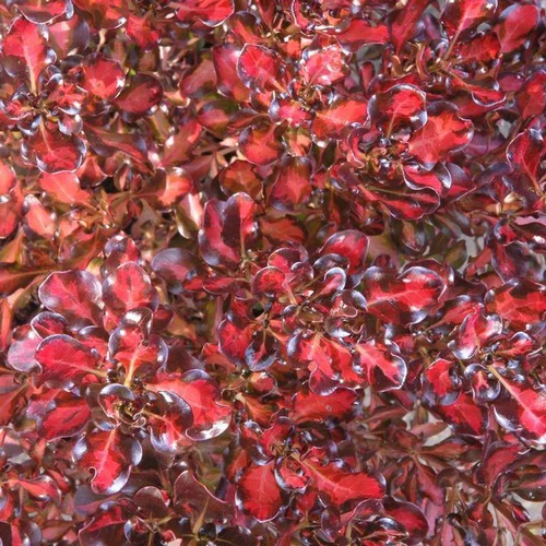 Coprosma Repens Pacific Sunset multicolore. Le pot vert de 4 litres