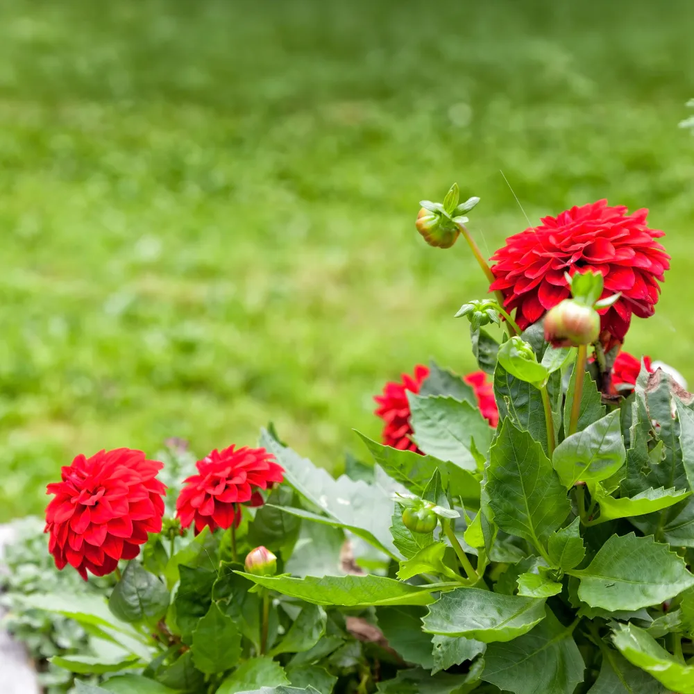 Dahlia rouge Dahlia red