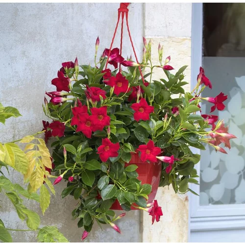 Dipladénia ou Mandevilla à fleurs multicolores - La suspension de 6 litres