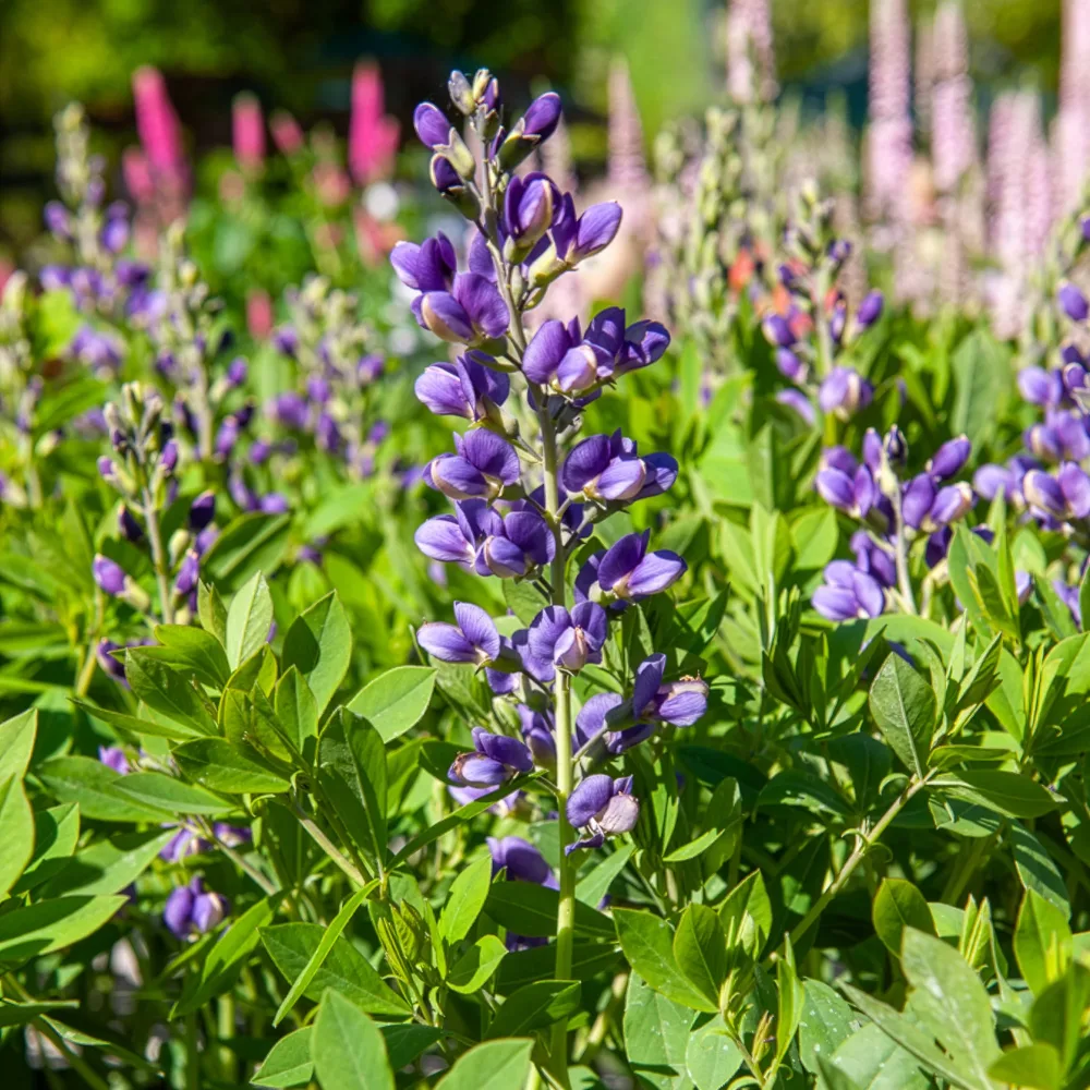 Lupin indigo Blueberry Sundae Baptisia australis Blueberry Sundae