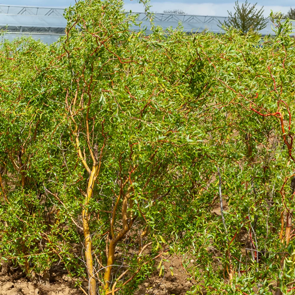 Saule tortueux Salix erythroflexuosa