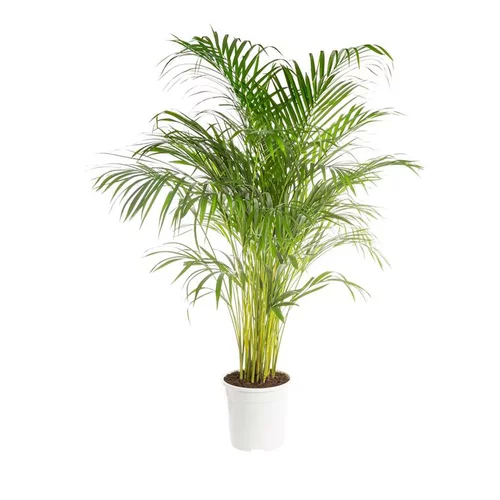 Areca pot Ø25 cm