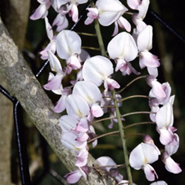 2 x Glycine du Japon 'Rosea' – Wisteria floribunda 'Honbeni' | 'Rosea' | 50 | 60 cm pot