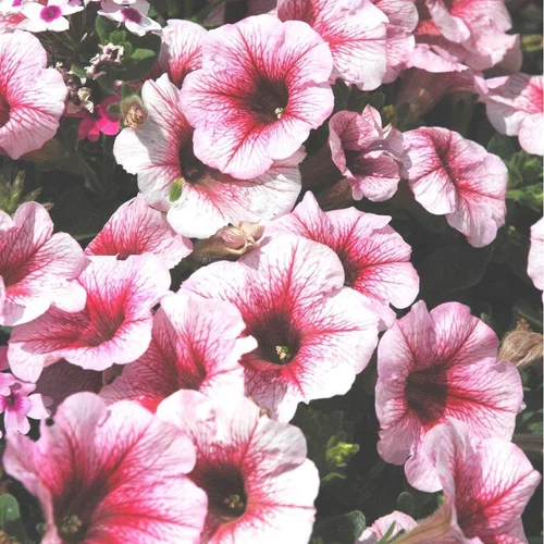 Pétunia retombant multicolore. La coupe de Ø 25 cm
