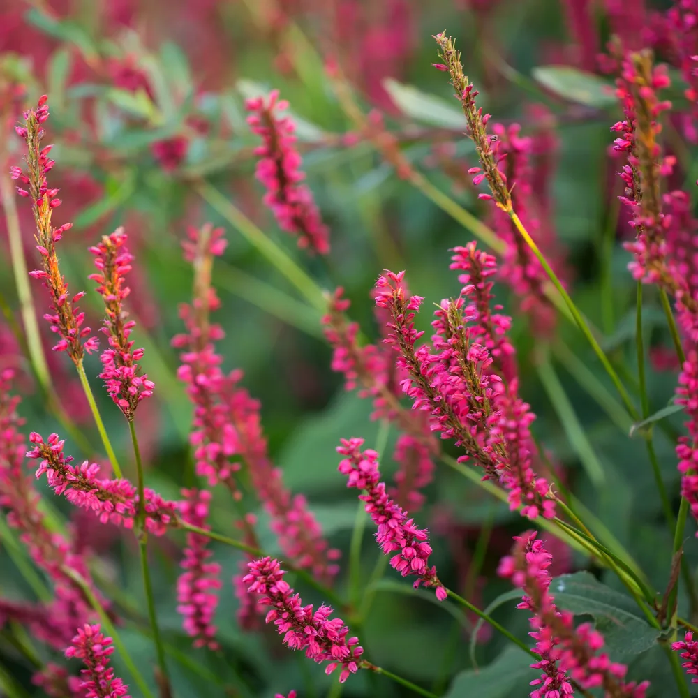 Renouée Amethyst Summer - Persicaire Persicaria amplexicaulis Amethyst Summer