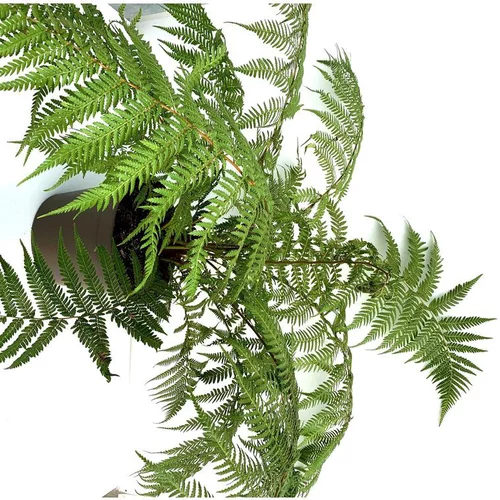 Fougere Dicksonia Antartica Touffe - Le pot de 10 litres