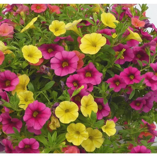 Calibrachoa ou mini Pétunia à fleurs coloris variés. Le pot Ø 10,5 cm