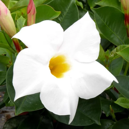 Dipladenia blanc - La barquette de 4 plants