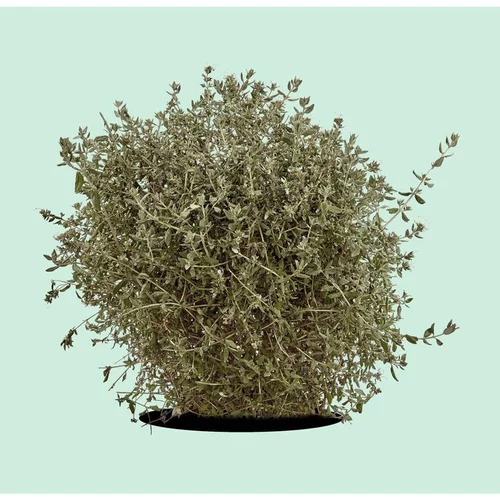 Teucrium Fruticans bleu en pot de 10 L