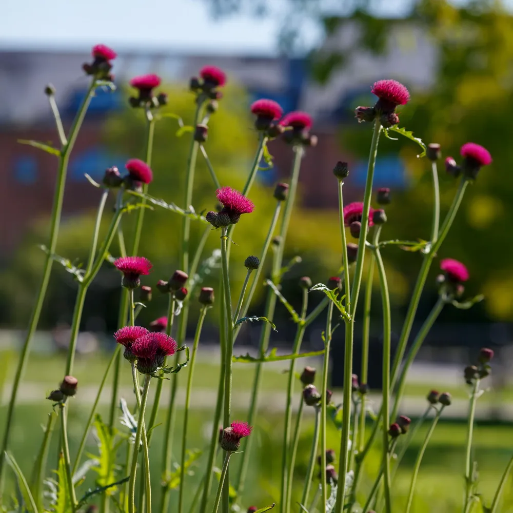 Cirse des ruisseaux Cirsium rivulare atropurpureum