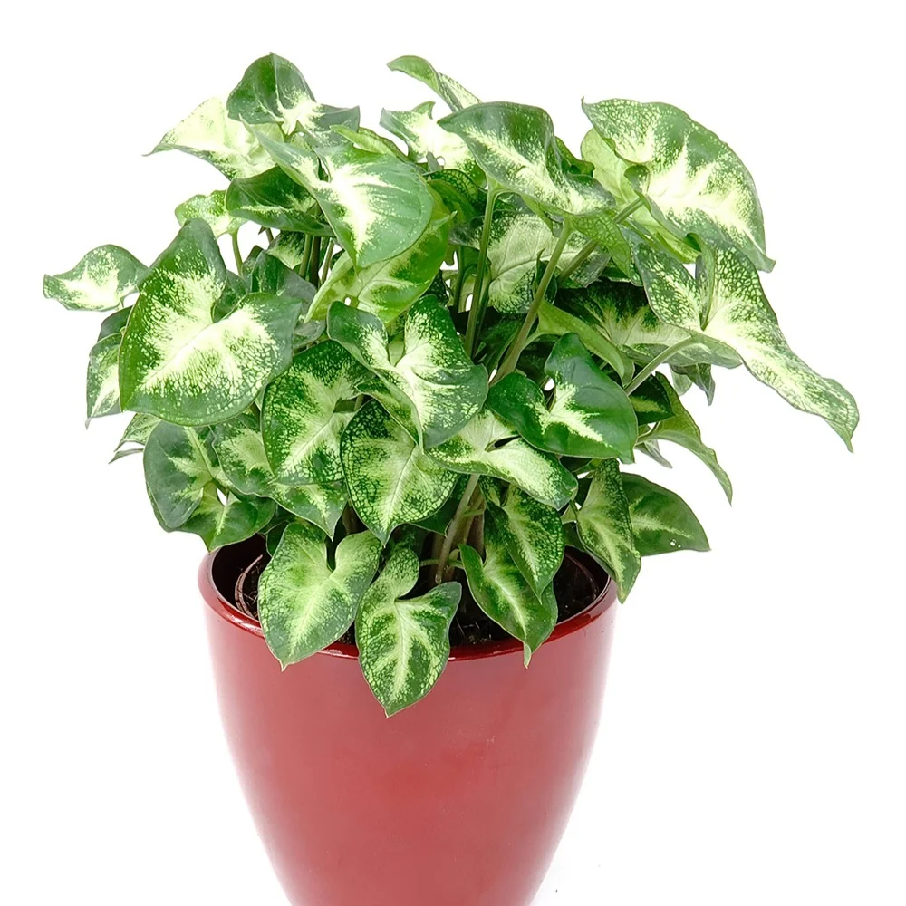 Syngonium Pixie Syngonium pixie