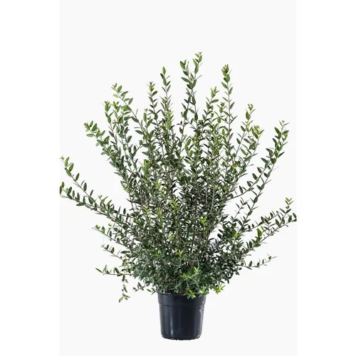 Phillyrea Angustifolia (Filaire à feuilles étroites) 60/80 en pot de 10 L vert