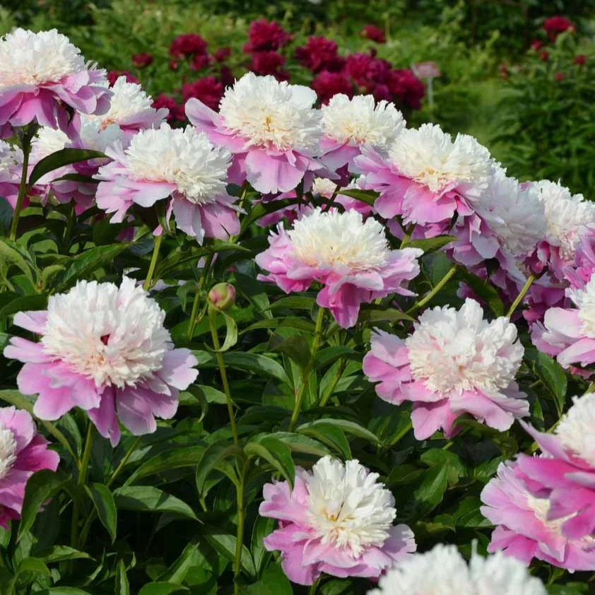 Pivoine Bowl of Beauty Paeonia lactiflora bowl of beauty
