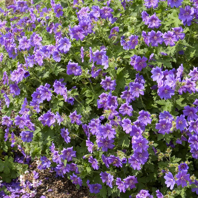 Géranium vivace Rosemoor Geranium x magnificum Rosemoor