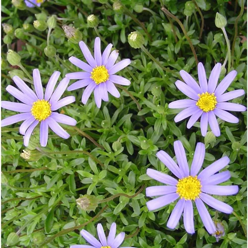 Agathéa x Felicia (Aster du Cap, Marguerite du Cap) à fleurs bleues - Le pot de 4 litres
