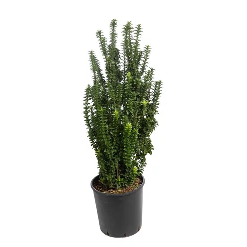 Euonymus Japonicus Benkomoki vert en pot de 10 L