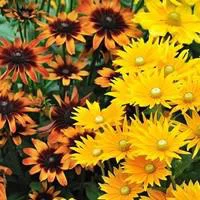 Rudbeckia annuel - Le pot de 5 litres