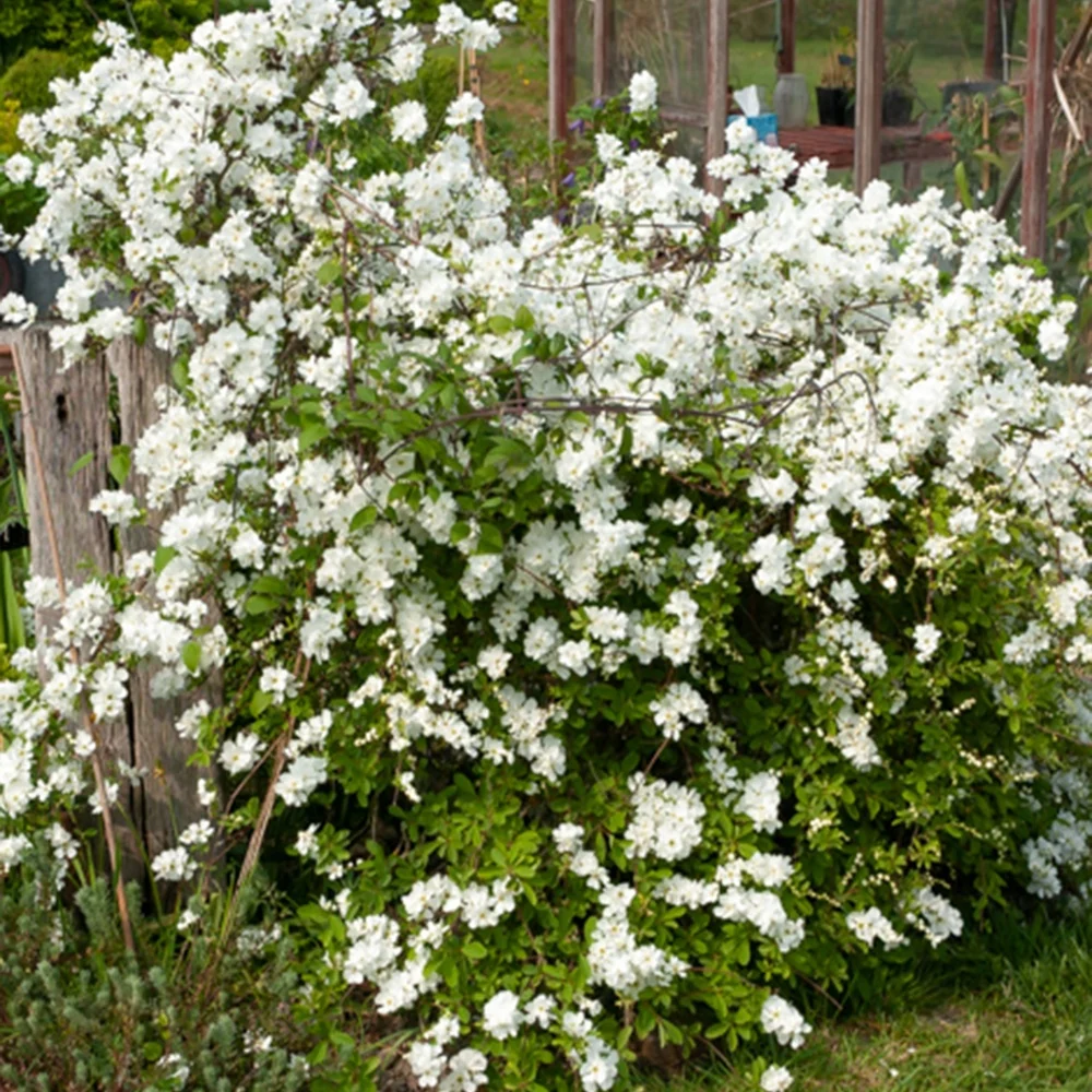 Exochorda macrantha The Bride Exochorda macrantha 'the bride'