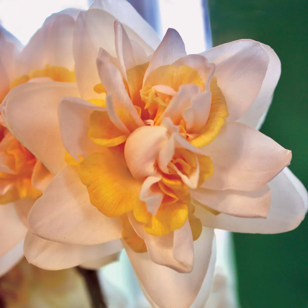 6 Narcisses Peach Cobbler Narcissus peach cobbler