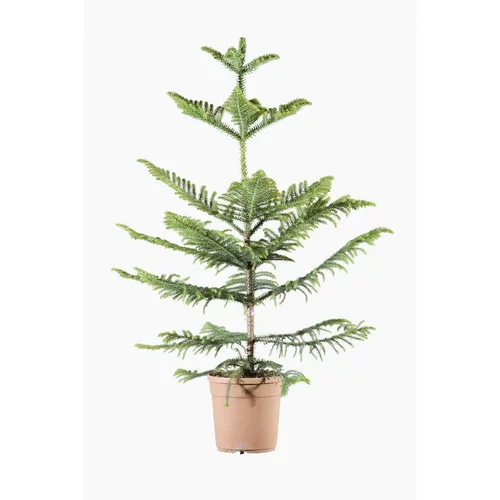 Araucaria Excelsa en pot de 3 L vert