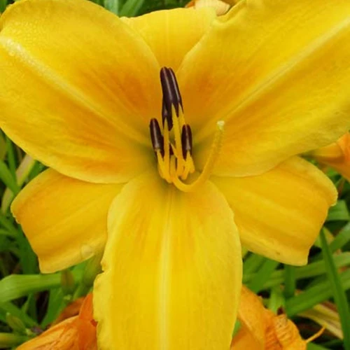Hémérocalle Chicago Sunrise Hemerocallis chicago sunrise
