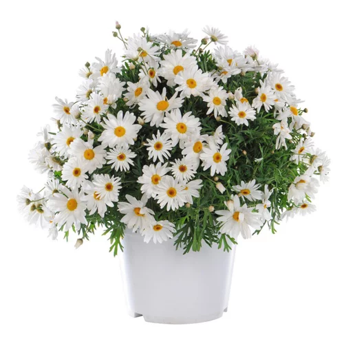 Anthemis. Le pot de 19 cm