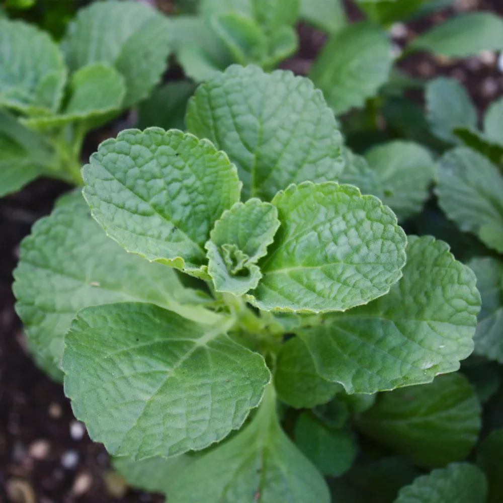 3 Terreurs des chats Coleus canina