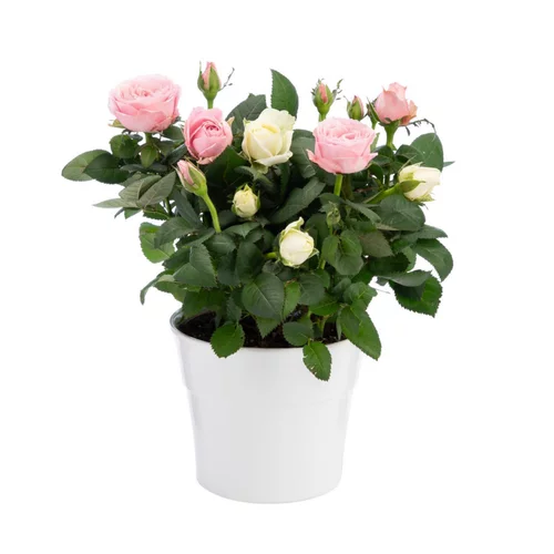 Rosier duo bicolore avec cache-pot. Le pot Ø 14 cm