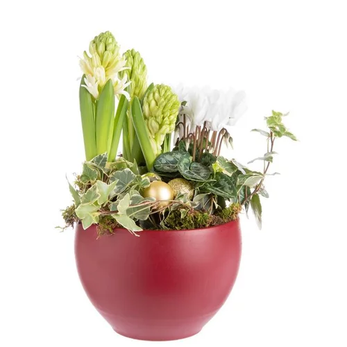 Composition de Noël jacinthe cyclamen multicolore pot en céramique rouge