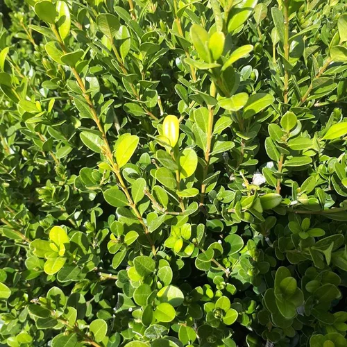 Buxus Sempervirens ou Buis Boule 30/40 cm en pot déco de 10 L