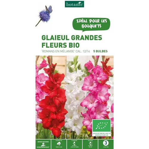 Glaïeul à grandes fleurs Romans mix bio botanic® - 5 bulbes