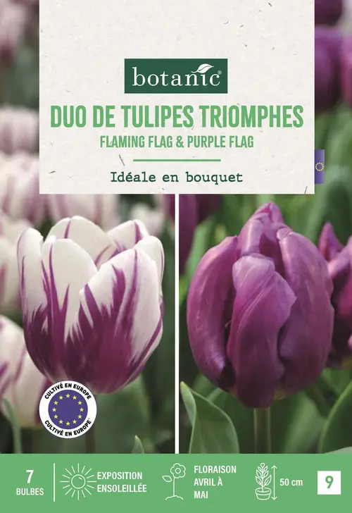 Bulbes de fleurs Tulipe triomphe duo violet et violet blanc botanic® - 7 bulbes