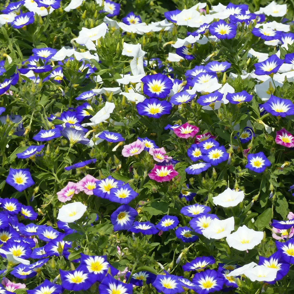 Belle de jour variées Convolvulus tricolor