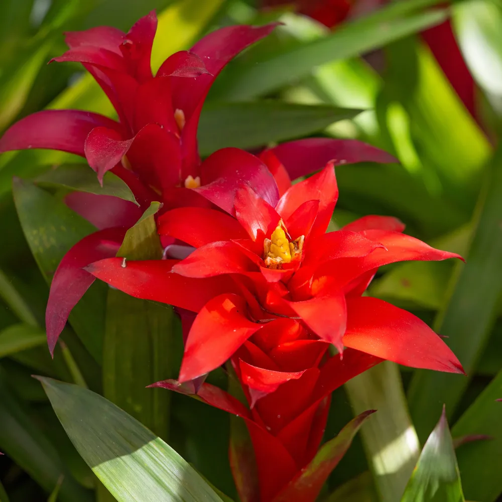 Bromelia rouge Bromeliaceae