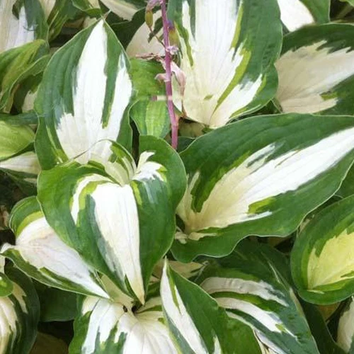 Hosta Christmas Candy Hosta hybride christmas candy