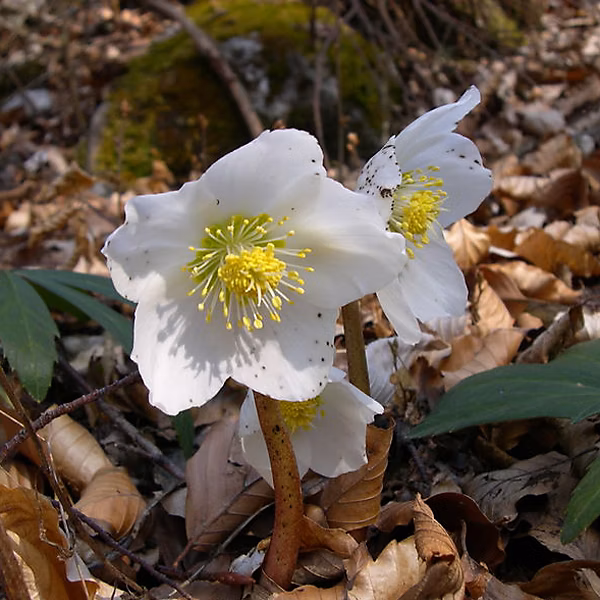 6 x Rose de Noël | Helleborus niger – godet 9cm x 9cm