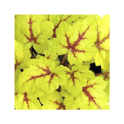 Heucherella Spotlight - Le pot de 1 litre
