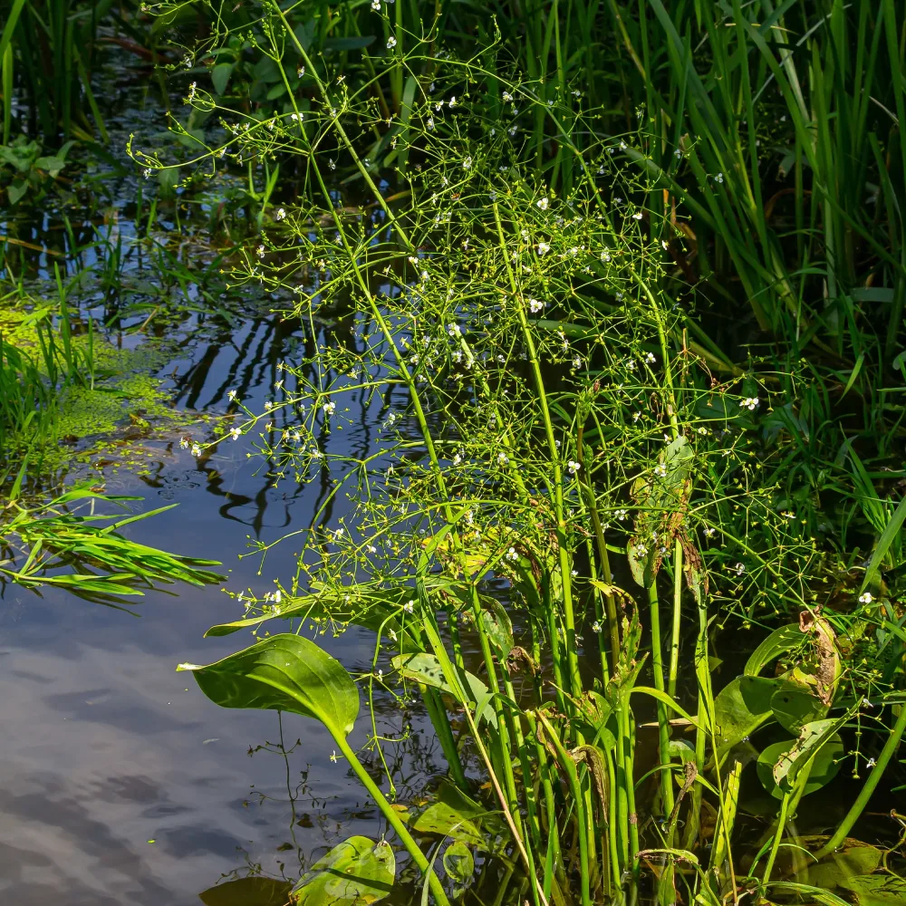 Plantain d'eau lancéolé Alisma lanceolatum