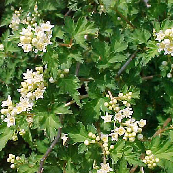 6 x Stephanandra incisa 'Crispa' – godet 9cm x 9cm