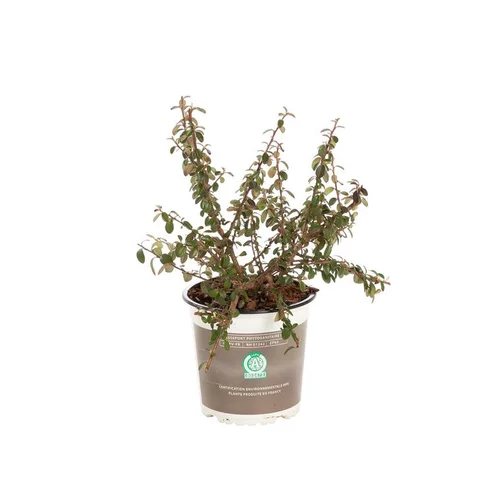 Plante couvre-sol en pot de 1 litre